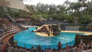 تور جزایر قناری