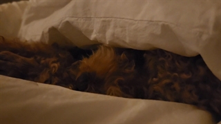 هولی شی بزار بخوابه:)پتوشو بهش پس بده:)