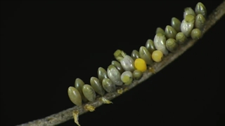 تایم لپس چرخه زندگی کفشدوزک