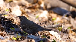 Incredible Birds and Small Animals of an Early Spring Forest