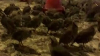 کبک بالغ