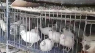 بلدرچین نژاد سنگین