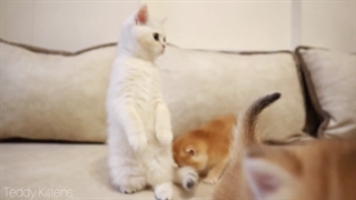 بچه گربه بامزه و خوشگل با 4 برادرش