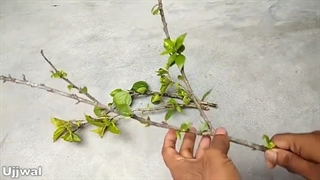 آموزش کاشت و تکثیر چای ترش