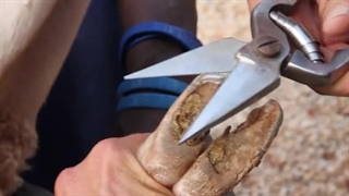 آموزش کوتاه کردن سم گوسفندان