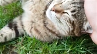 آخه گربه چی دارع ک رفیق بیشعور من نازش میکنه؟؟=/