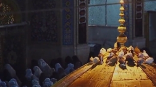 کبوترم هوایی شدم | عبدالرضا هلالی