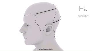 تقسیم بندی موی سر