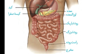زیست دهم - فصل ۲ _گفتار ۱_  وایت برد ۱ - گوارش - بایو فاطمه - شکل ها