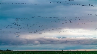 موسیقی برای ارامش ( ۲ )
