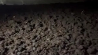 سالن قارچ دکمه ای