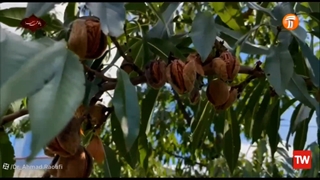 بازدید کارشناس از باغ بادام