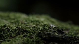 کلایو کریستین فور وومن گرین فلورال ویت اسکوتیش هدر