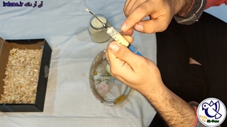 نحوه هواگیری سرنگ عروس هلندی