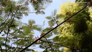 The geographical location of Kish Island