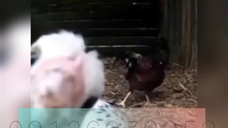 فروش نیمچه مرغ محلی گلپایگانی