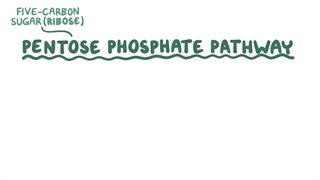 بیوشیمی اسموزیس بخش ششم (پنتوز فسفات)