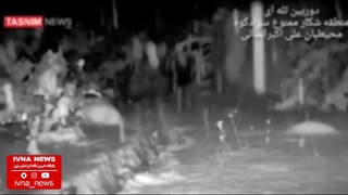 گشت و گذار پلنگ ایرانی در جنگل‌های سوادکوه