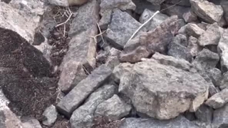 لحظه بلعیدن یک پایکا توسط افعی شاخ دار