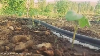 ویدیو از نحوه آبیاری با نوار تیپ آبیاری قطره ای