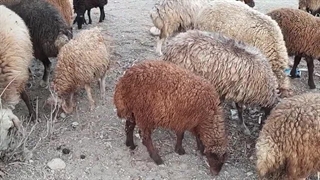 گوسفندان افشاری