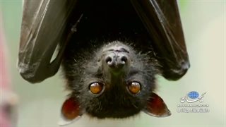 کیهان لندن - خون‌آشام پرنده، روباه پرنده، کدام حقیقت دارد؟