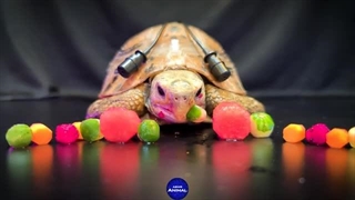 Turtle Tortoise Eating Food Marble ASMR MUKBANG 