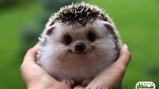 بامزه ترین حیوانات خانگی که تا به حال دیدین