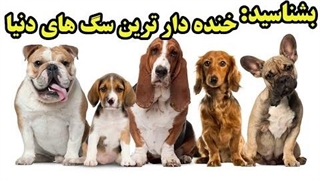 بشناسید : خنده دارترین نژاد سگهای دنیا ، برنامه اول