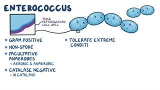 پاتولوژی پزشکی -انتروکوک (اسموزیس)