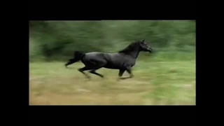 تیتراژسریال اسب سیاه