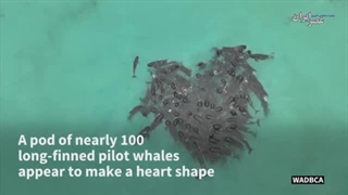 رفتاری شگفت انگیز از ۱۰۰ نهنگ وال پیش از آنکه در سواحل استرالیا خودکشی کنند