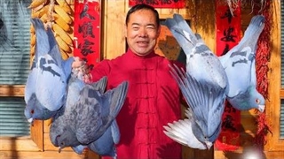 عموی روستایی : خوردن کفتر چاهی ! - موج کره ای