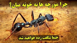 علت آمدن مورچه ها در خانه؟!