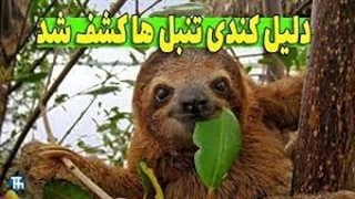 تنبل ها چرا انقدر خستن؟! | همه چیز درباره خرس تنبل