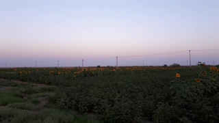 گل آفتابگردان