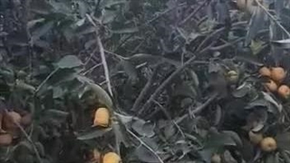 نتیجه استفاده از کود اسید هیومیک شوک برای باغ خرمالو