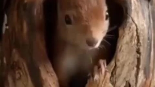 سنجابها اینگونه در داخل لانه خود می‌خوابند