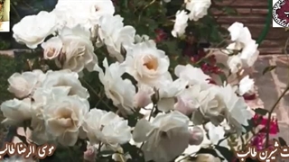 بر سمند سخن با کمند غزل رویایی آشوب زلف رهزن از اشعار استاد سخن موسی الرضا طایفی(طالب)