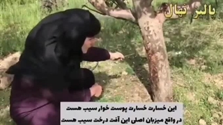 ️خسارت پوست خوار سیب️