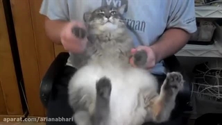 گربه متال هد