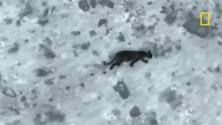 تقابل سگ‌های نگهبان گله با پوما