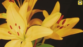 ۱۰ ویژگی عجیب که فقط ۵٪ مردم دارن