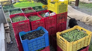 روغن زیتون سابروسو ادویه بازار